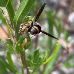 Eumeninae (subfamily) at Bruce, ACT - 30 Mar 2022 02:16 PM