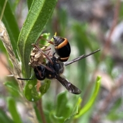 Eumeninae (subfamily) at Bruce, ACT - 30 Mar 2022