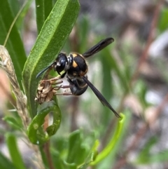 Eumeninae (subfamily) at Bruce, ACT - 30 Mar 2022 02:16 PM