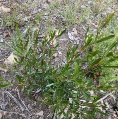 Dodonaea viscosa (Hop Bush) at Bruce, ACT - 30 Mar 2022 by Ned_Johnston