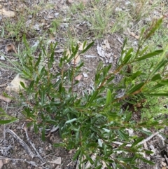 Dodonaea viscosa (Hop Bush) at Bruce, ACT - 30 Mar 2022 by NedJohnston