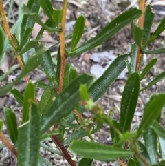 Dodonaea viscosa at Bruce, ACT - 30 Mar 2022