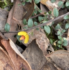 Bossiaea buxifolia (Matted Bossiaea) at Black Mountain - 30 Mar 2022 by Ned_Johnston