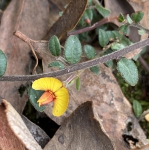 Bossiaea buxifolia at Bruce, ACT - 30 Mar 2022