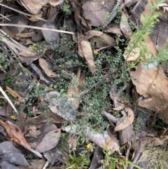 Bossiaea buxifolia at Bruce, ACT - 30 Mar 2022