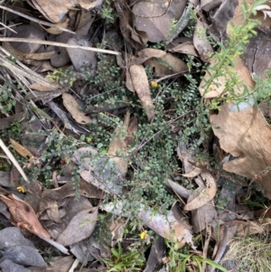 Bossiaea buxifolia at Bruce, ACT - 30 Mar 2022