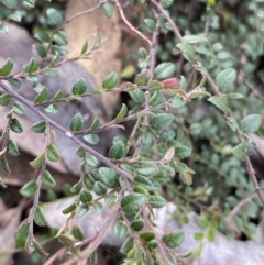 Bossiaea buxifolia at Bruce, ACT - 30 Mar 2022