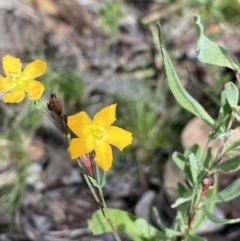 Hypericum gramineum (Small St Johns Wort) at Bruce, ACT - 30 Mar 2022 by NedJohnston