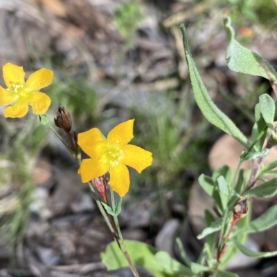 Hypericum gramineum (Small St Johns Wort) at Bruce, ACT - 30 Mar 2022 by NedJohnston