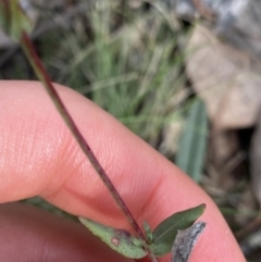 Hypericum gramineum at Bruce, ACT - 30 Mar 2022 01:56 PM