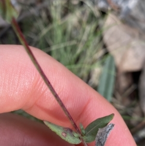 Hypericum gramineum at Bruce, ACT - 30 Mar 2022