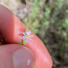 Vittadinia cuneata var. cuneata (Fuzzy New Holland Daisy) at Black Mountain - 30 Mar 2022 by Ned_Johnston