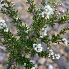 Cryptandra amara (Bitter Cryptandra) at Black Mountain - 30 Mar 2022 by Ned_Johnston