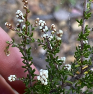 Cryptandra amara at Bruce, ACT - 30 Mar 2022 01:38 PM