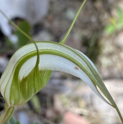 Diplodium ampliatum (Large Autumn Greenhood) at Black Mountain - 30 Mar 2022 by Ned_Johnston