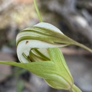 Diplodium ampliatum at Bruce, ACT - 30 Mar 2022