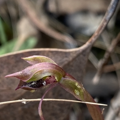 Chiloglottis reflexa (Short-clubbed Wasp Orchid) at Black Mountain - 30 Mar 2022 by Ned_Johnston