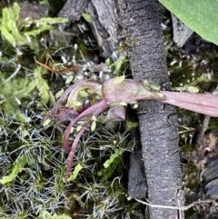 Chiloglottis reflexa at Acton, ACT - suppressed