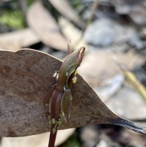 Chiloglottis reflexa at Acton, ACT - suppressed