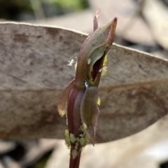 Chiloglottis reflexa at Acton, ACT - suppressed