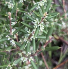 Monotoca scoparia (Broom Heath) at Acton, ACT - 30 Mar 2022 by Ned_Johnston