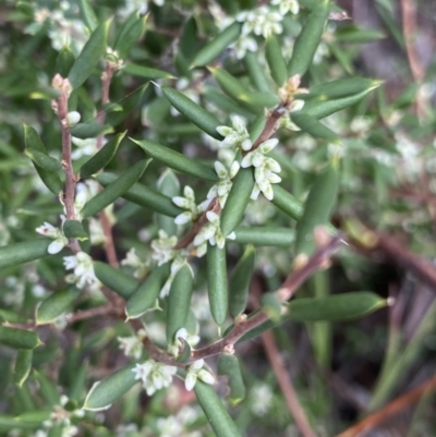 Monotoca scoparia (Broom Heath) at Acton, ACT - 30 Mar 2022 by NedJohnston