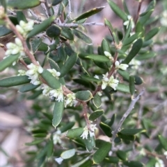 Monotoca scoparia at Acton, ACT - 30 Mar 2022 01:15 PM