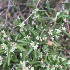 Monotoca scoparia at Acton, ACT - 30 Mar 2022