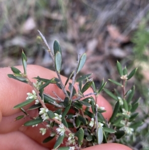 Monotoca scoparia at Acton, ACT - 30 Mar 2022