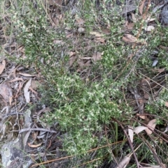 Monotoca scoparia at Acton, ACT - 30 Mar 2022