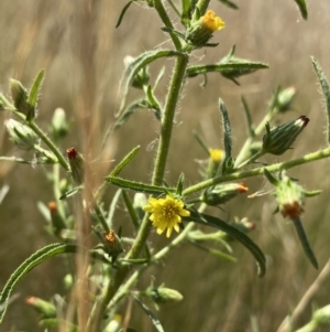 Dittrichia graveolens at Acton, ACT - 30 Mar 2022 12:52 PM