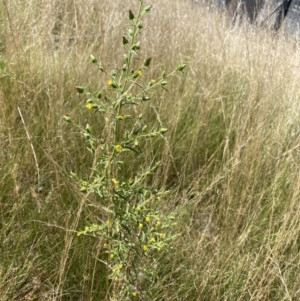 Dittrichia graveolens at Acton, ACT - 30 Mar 2022