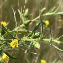 Dittrichia graveolens at Acton, ACT - 30 Mar 2022 12:52 PM