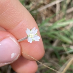 Epilobium billardiereanum at Acton, ACT - 30 Mar 2022 12:44 PM