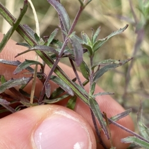 Epilobium billardiereanum at Acton, ACT - 30 Mar 2022 12:44 PM