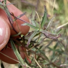 Epilobium billardiereanum at Acton, ACT - 30 Mar 2022 12:44 PM