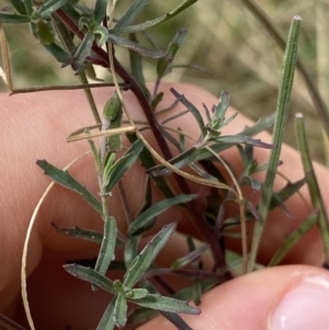 Epilobium billardiereanum at Acton, ACT - 30 Mar 2022 12:44 PM