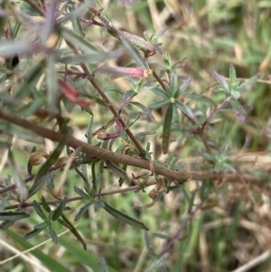 Epilobium billardiereanum at Acton, ACT - 30 Mar 2022 12:44 PM