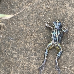 Limnodynastes tasmaniensis at Burradoo, NSW - 28 Mar 2022 10:54 AM