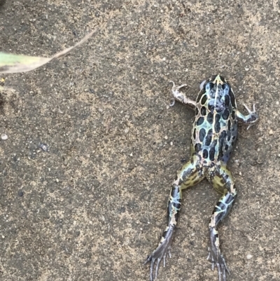 Limnodynastes tasmaniensis (Spotted Grass Frog) at Burradoo - 27 Mar 2022 by JESH