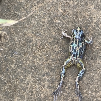 Limnodynastes tasmaniensis (Spotted Grass Frog) at Wingecarribee Local Government Area - 27 Mar 2022 by JESH