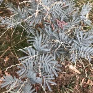 Acacia dealbata subsp. dealbata at Belconnen, ACT - 29 Mar 2022