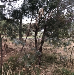 Acacia dealbata subsp. dealbata at Belconnen, ACT - 29 Mar 2022