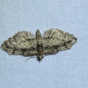 Chloroclystis approximata at Jerrabomberra, NSW - 29 Mar 2022