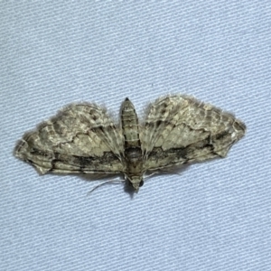 Chloroclystis approximata at Jerrabomberra, NSW - 29 Mar 2022