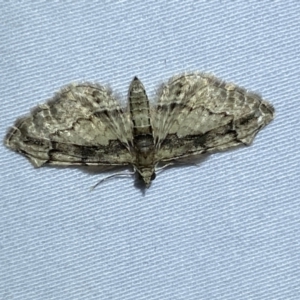 Chloroclystis approximata at Jerrabomberra, NSW - 29 Mar 2022