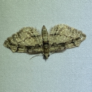 Chloroclystis approximata at Jerrabomberra, NSW - 29 Mar 2022