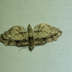 Chloroclystis approximata at Jerrabomberra, NSW - 29 Mar 2022