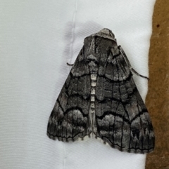 Stibaroma undescribed species (A Line-moth) at Jerrabomberra, NSW - 29 Mar 2022 by Steve_Bok