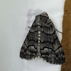 Stibaroma undescribed species (A Line-moth) at Jerrabomberra, NSW - 30 Mar 2022 by SteveBorkowskis